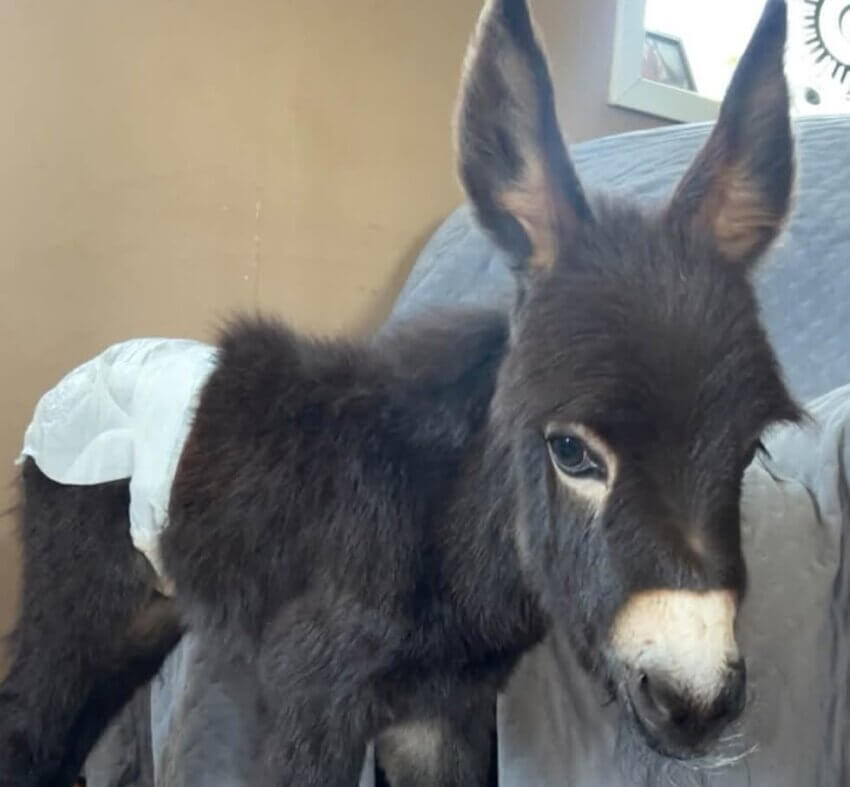 Donkey